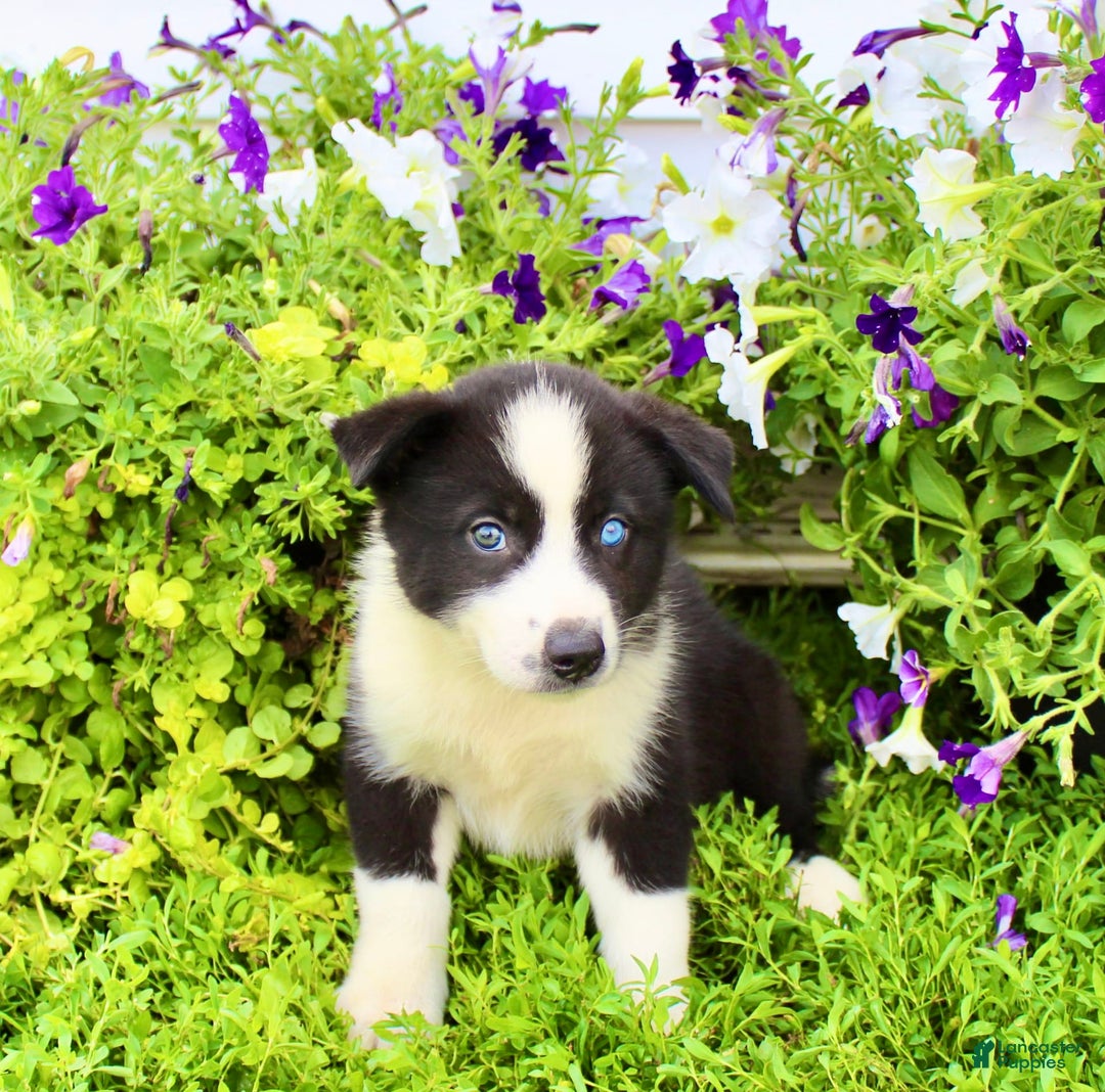 Australian Shepherd dogs for sale: Reba - Image 2