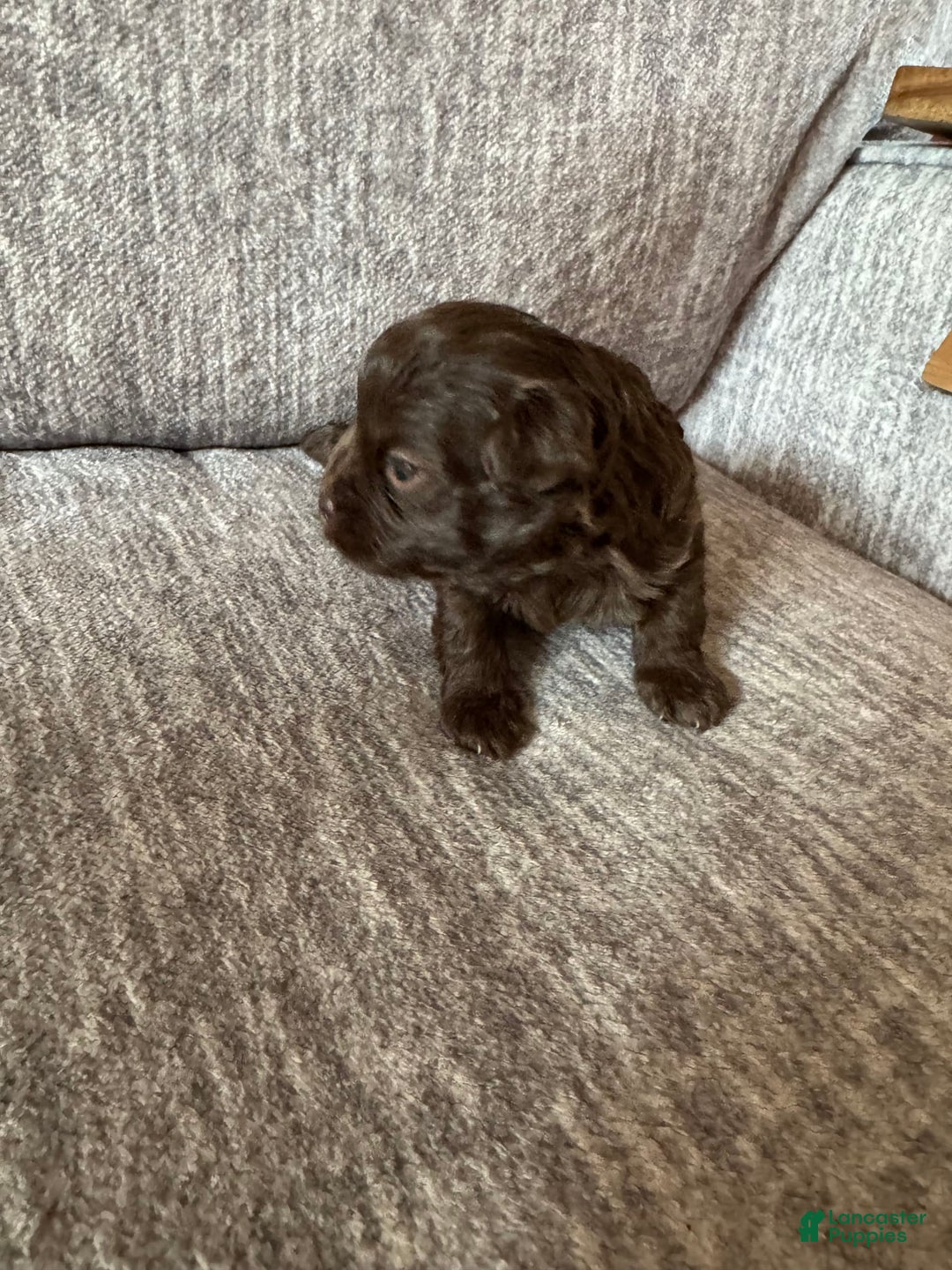 Shihpoo dogs for sale: Teacup Chip - Image 1
