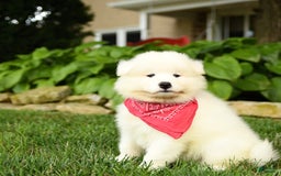 Samoyed dogs for sale: Logan - Image 3