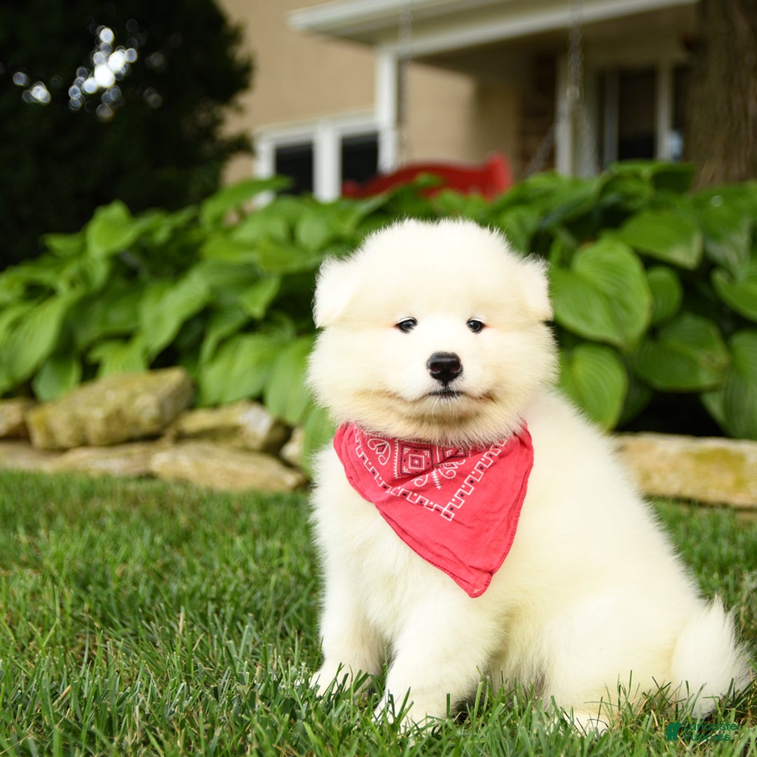 Samoyed dogs for sale: Logan - Image 3