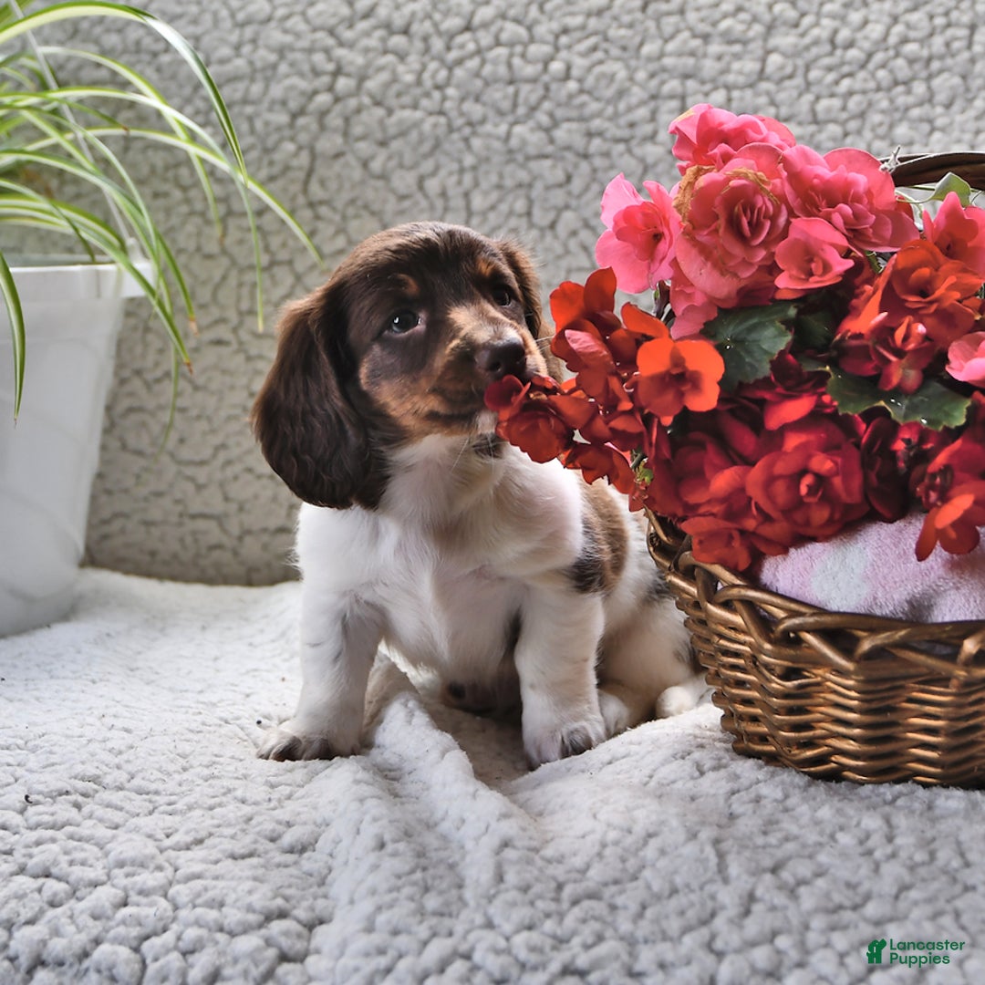 Miniature Dachshund dogs for sale: Miniature Dachshund 4 puppies - Image 10