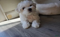 Maltese dogs for sale: Pepe - Image 13