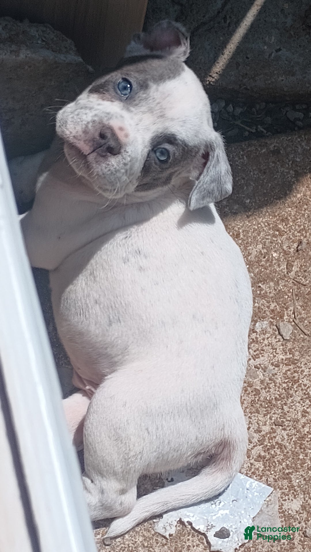 American Bully dogs for sale: Dobby - Image 2