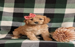 Cockapoo dogs for sale: Dorian - Image 10