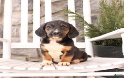 Basset Hound dogs for sale: Bentley - Image 8
