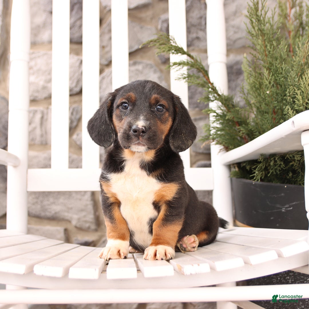 Basset Hound dogs for sale: Bentley - Image 8