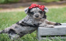Yorkiepoo dogs for sale: Prissie - Image 12