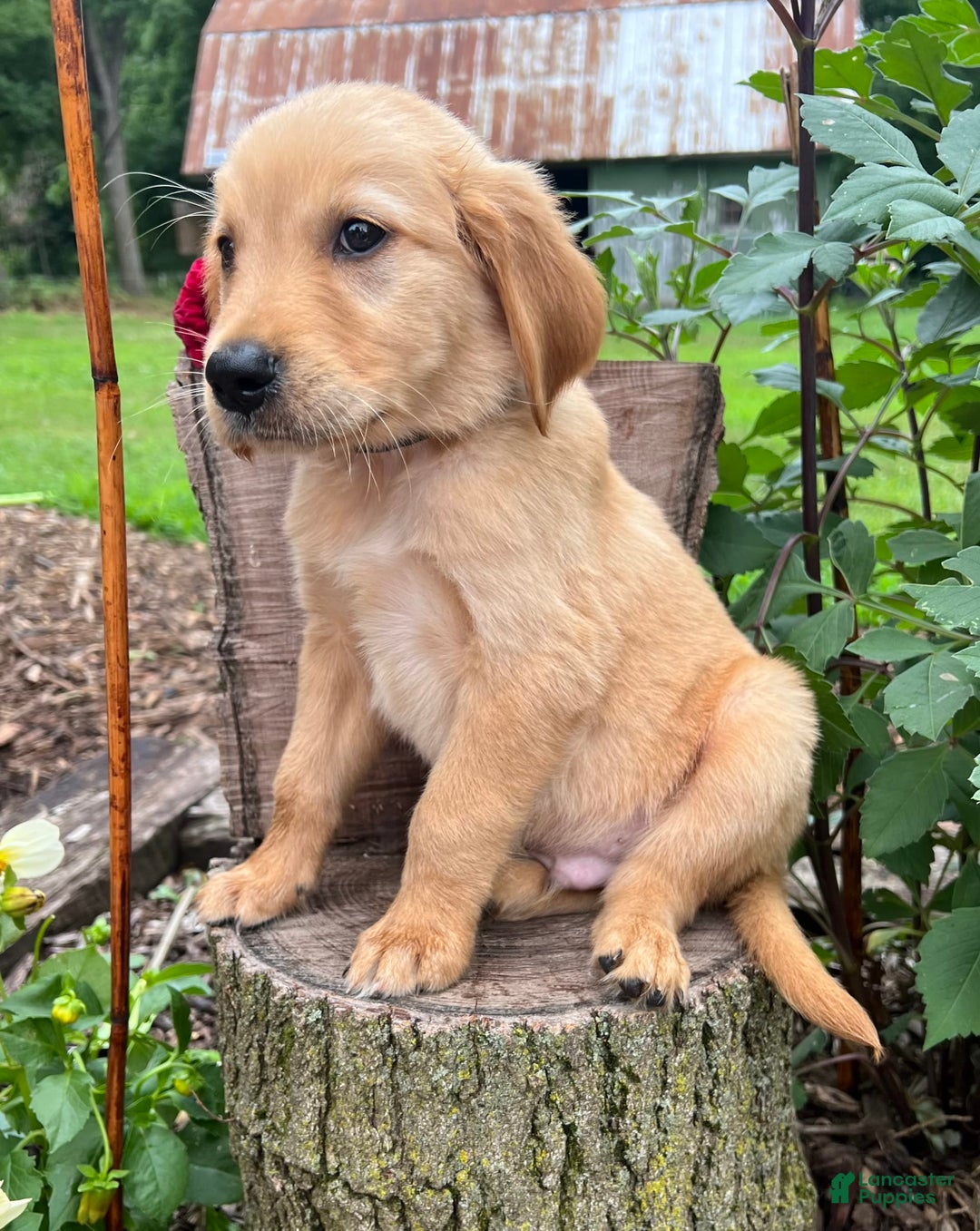 Golden Retriever dogs for sale: Scout - Image 3