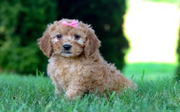 Goldendoodle dogs for sale: Sierra - Image 1