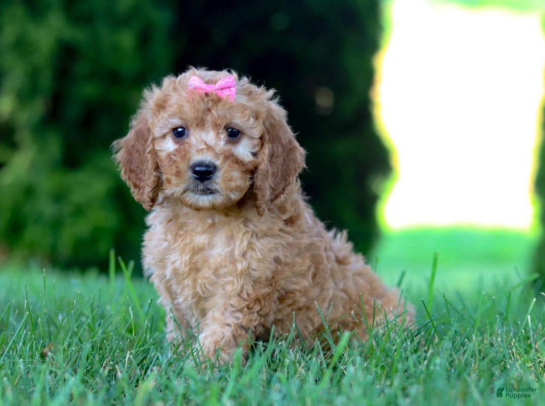 Goldendoodle dogs for sale: Sierra - Image 1