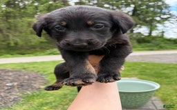 German Shepherd dogs for sale: Loki - Image 3