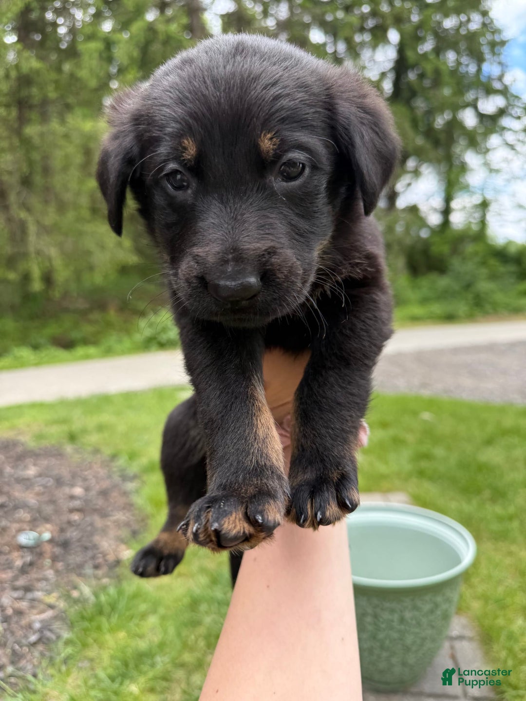 German Shepherd dogs for sale: Loki - Image 3