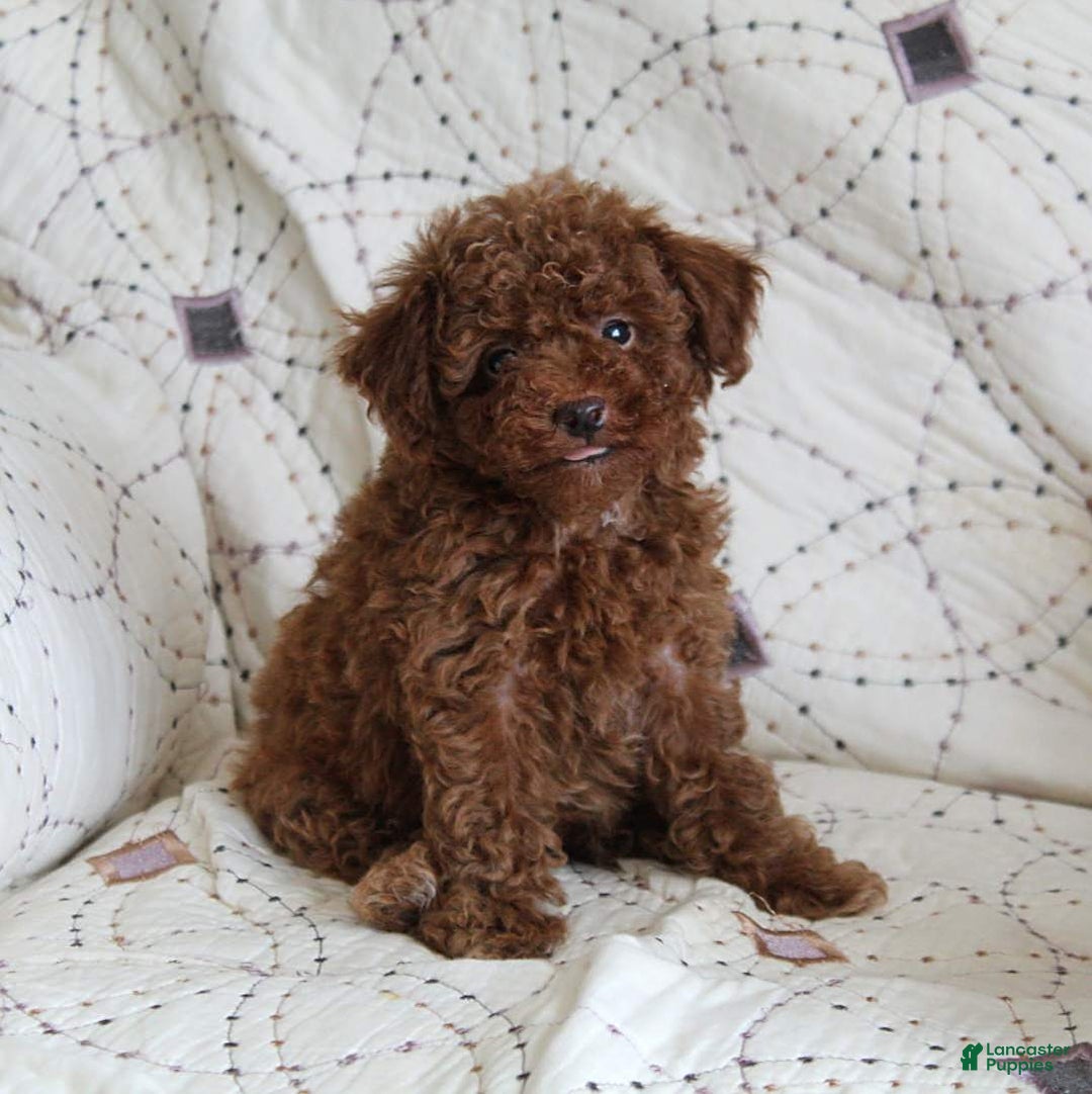 Toy Poodle dogs for sale: Eleanor - Image 17