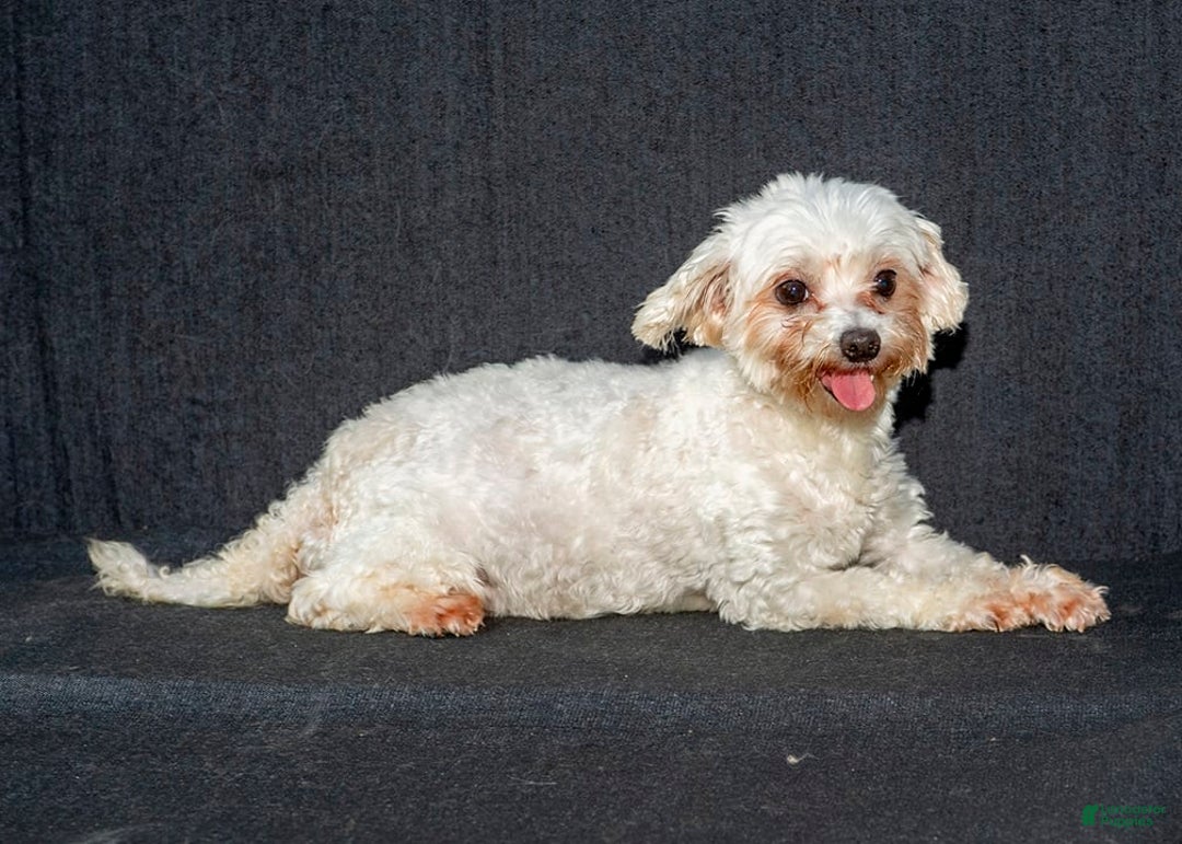 Maltese dogs for sale: Arianna - Image 8