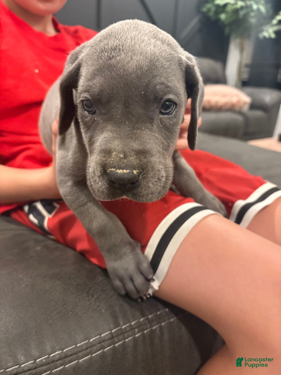 Great Dane dogs for sale: Yoshi - Image 1