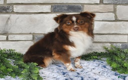 Miniature Australian Shepherd dogs for sale: Axel Toy - Image 49