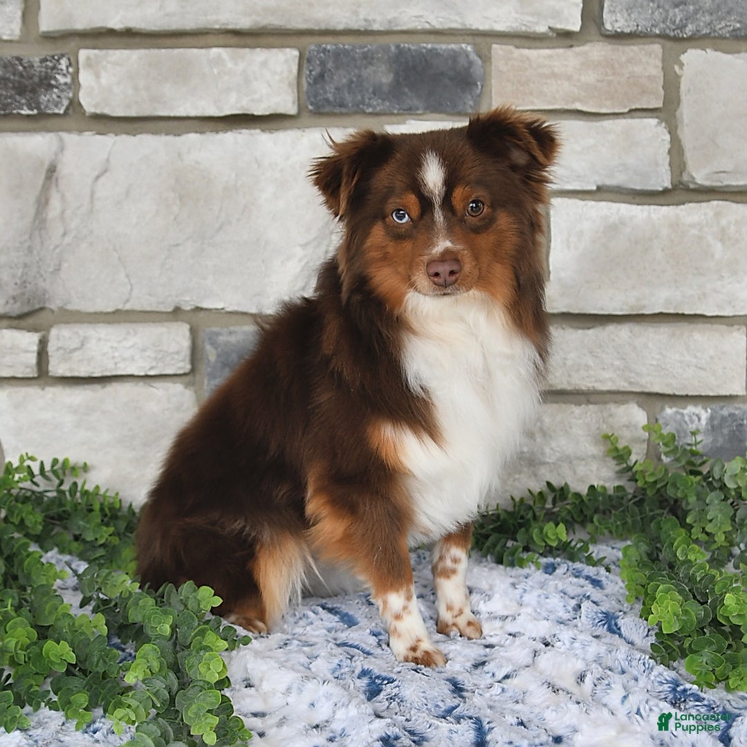Miniature Australian Shepherd dogs for sale: Axel Toy - Image 49