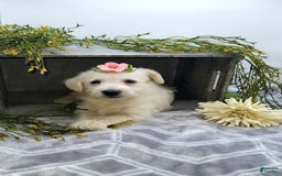 West Highland Terrier dogs for sale: Jewel - Image 3