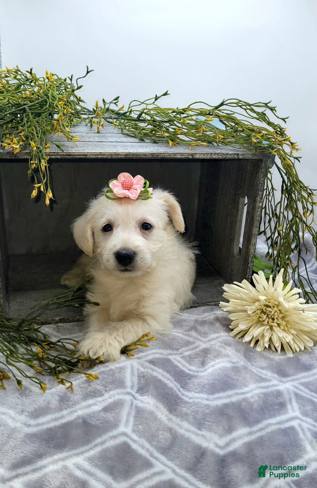 West Highland Terrier dogs for sale: Jewel - Image 3