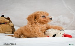 Bichpoo dogs for sale: Deborah - Image 2