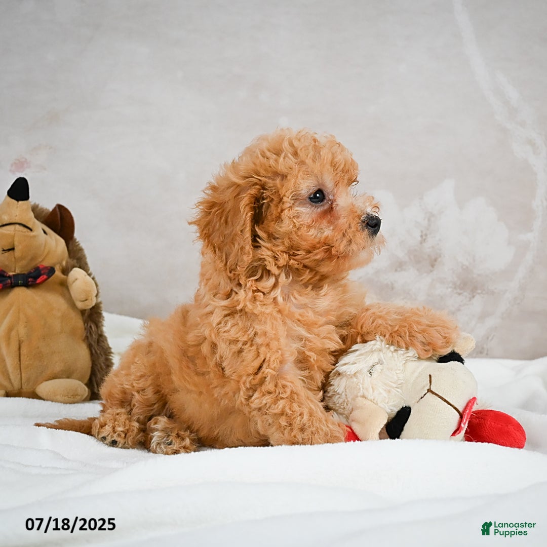 Bichpoo dogs for sale: Deborah - Image 2