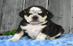Beabull dogs for sale: Ike - Image 4