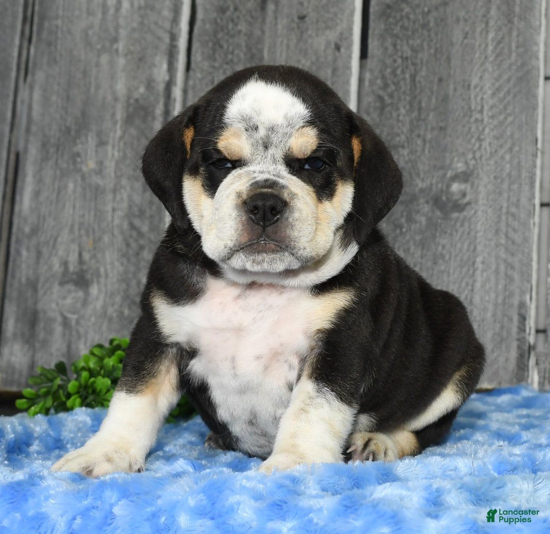 Beabull dogs for sale: Ike - Image 4