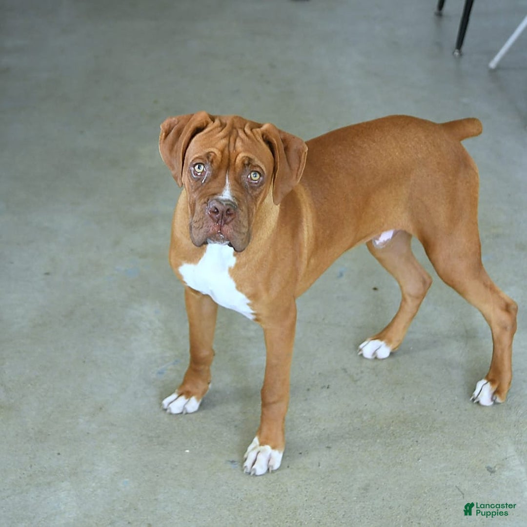 Boxer dogs for sale: Tank Rare Color - Image 1