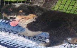 Australian Shepherd dogs for sale: Sasha - Image 4