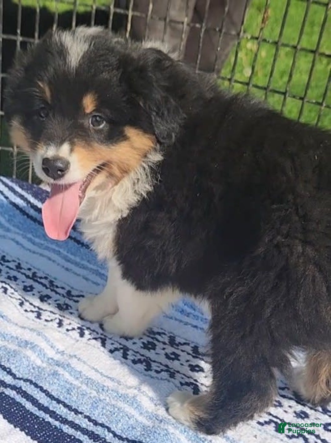 Australian Shepherd dogs for sale: Sasha - Image 4