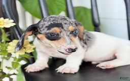 Miniature Dachshund dogs for sale: Bentley - Image 3