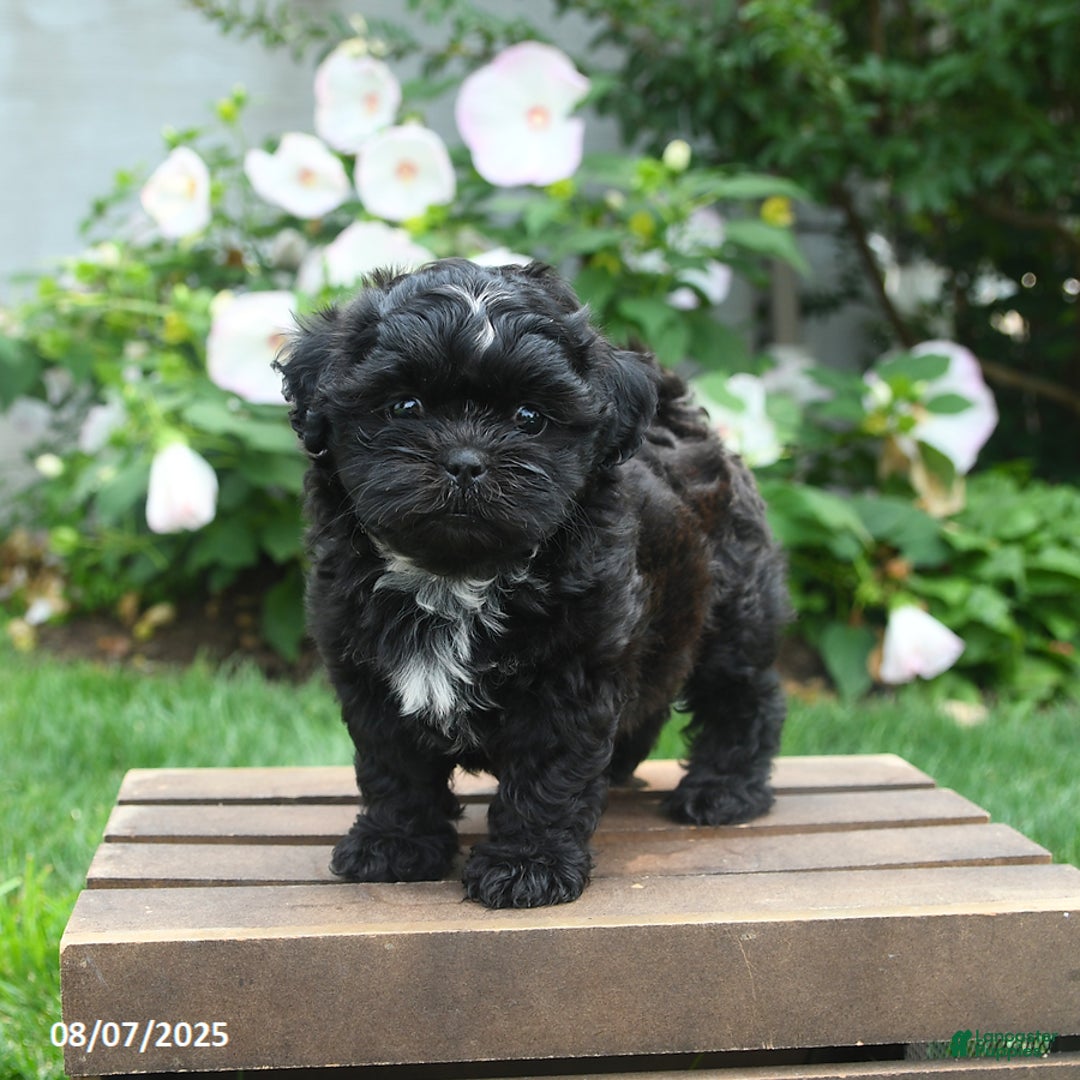 Teddy Bear dogs for sale: Moonlight - Image 1