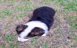 Australian Shepherd dogs for sale: Nate - Image 13