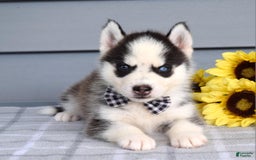 Siberian Husky dogs for sale: Chance - Image 2