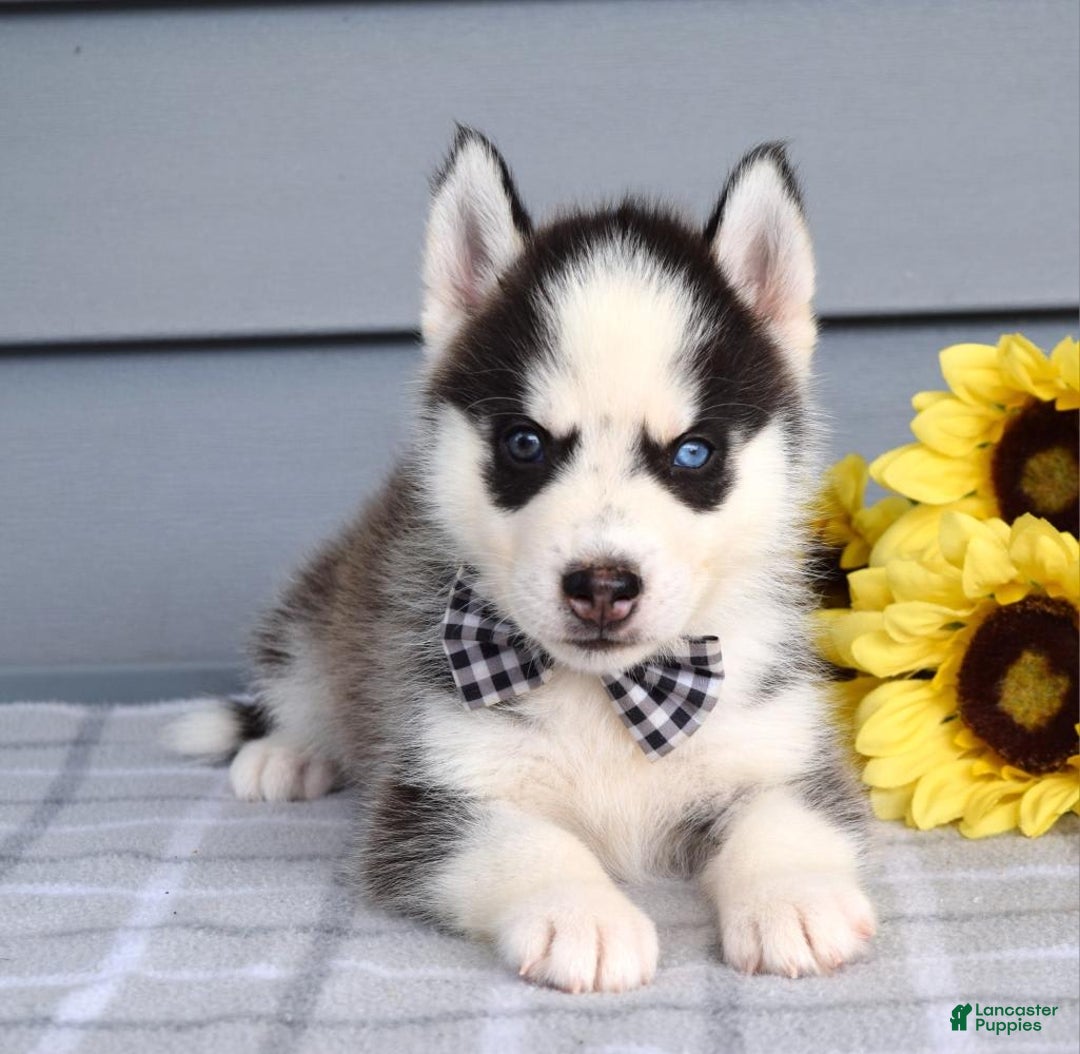 Siberian Husky dogs for sale: Chance - Image 2