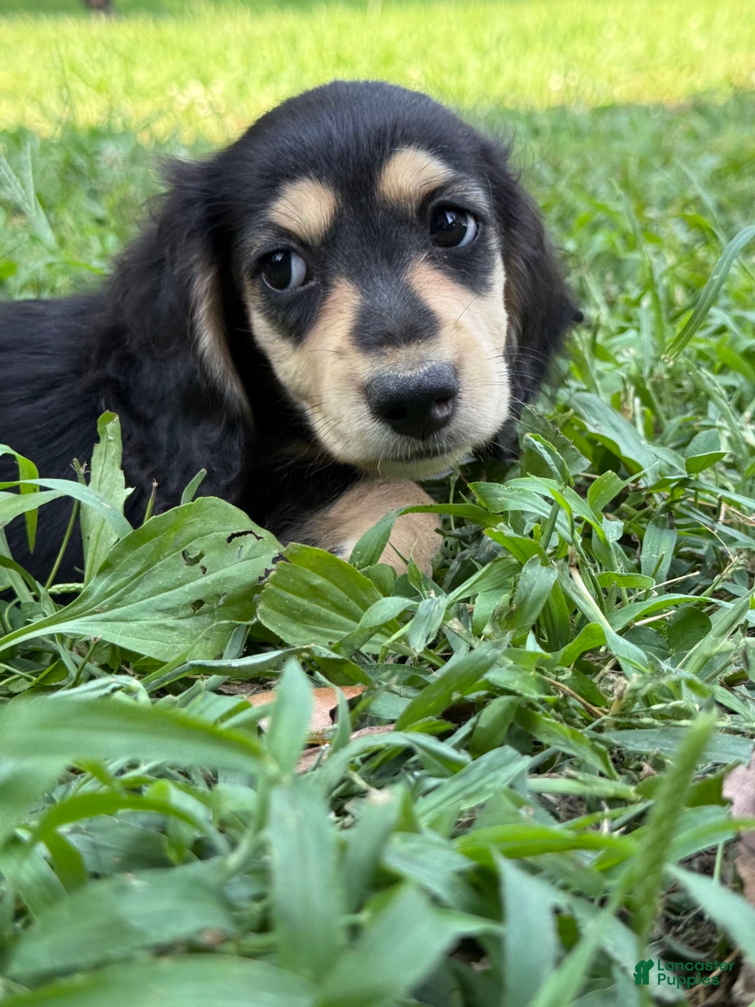 Miniature Dachshund dogs for sale: Olive - Image 3