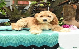 Cocker Spaniel dogs for sale: Huck - Image 8
