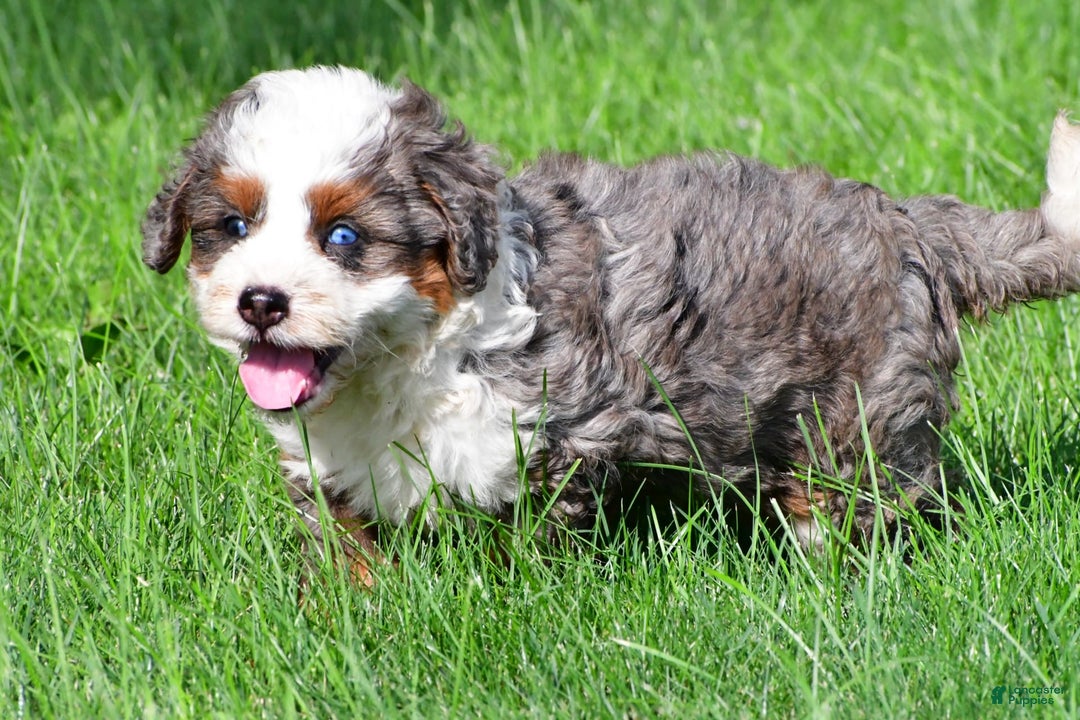 Mini Bernedoodle dogs for sale: Cassidy - Image 5
