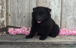 categoriesInfo:categoryAttributeOptions.pets.dogs.breed.belgianGroenendael dogs for sale: Ivy - Image 7