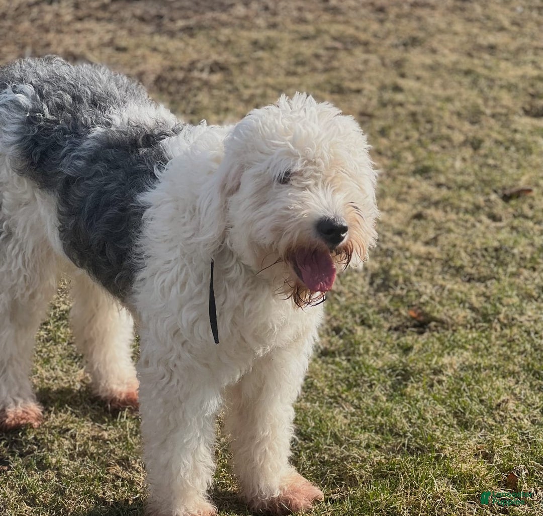 Old English Sheepdog dogs for sale: Iris - Image 10