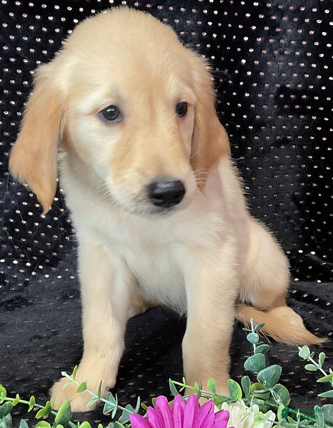 Golden Retriever dogs for sale: Princess - Listing for pets: Dasher, Archie, Princess, Dixie - Image 3