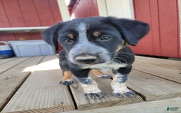 Australian Cattle Dog dogs for sale: Chaol - Image 3