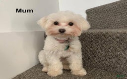 Maltipoo dogs for sale: Kayla - Image 4