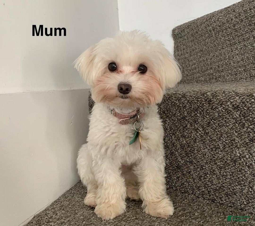 Maltipoo dogs for sale: Kayla - Image 4