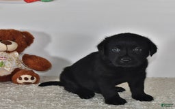 Labrador Retriever dogs for sale: Carter - Image 14