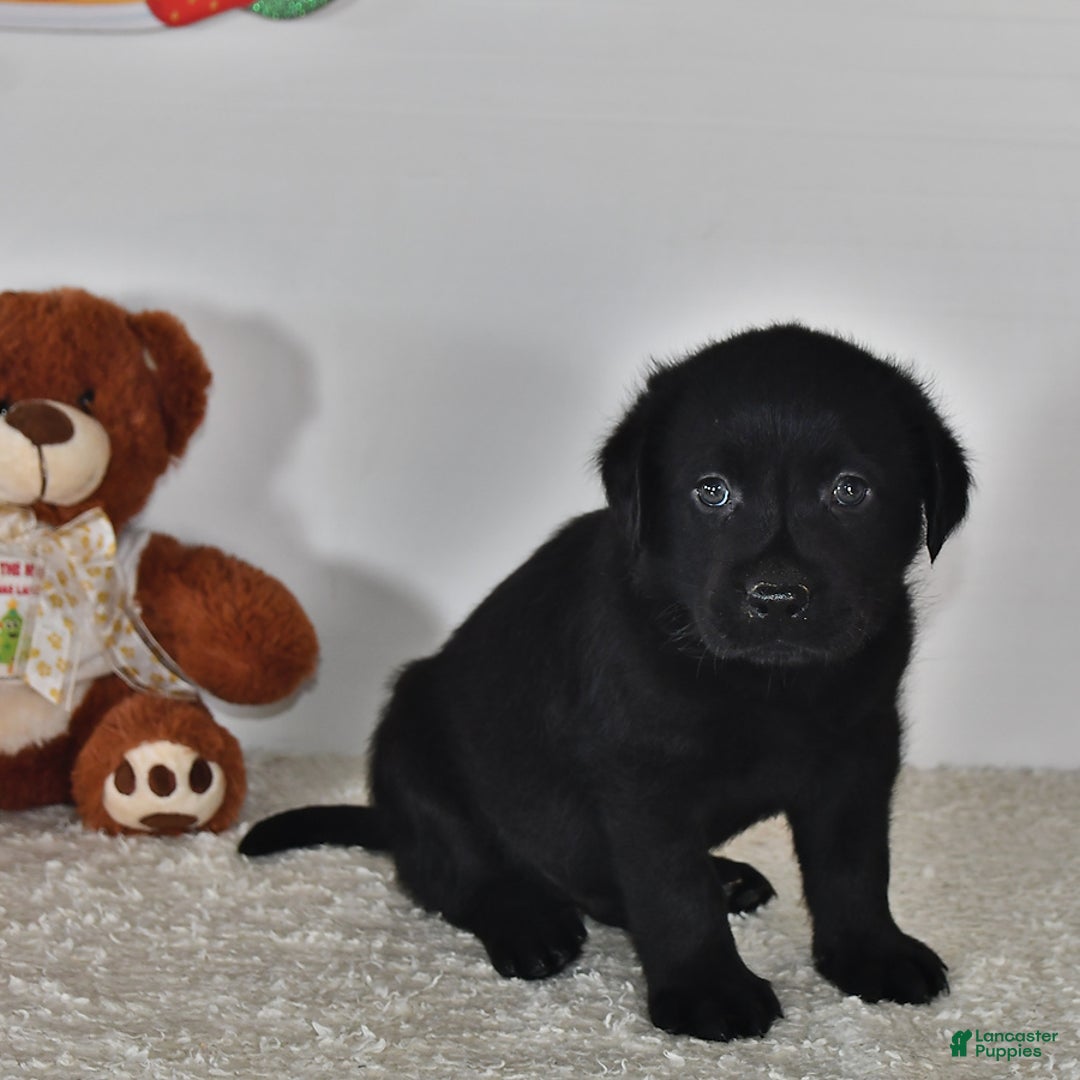 Labrador Retriever dogs for sale: Carter - Image 14