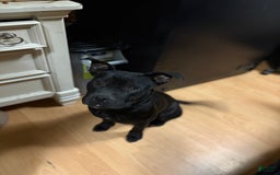 American Bully dogs for sale: Khaos - Image 4