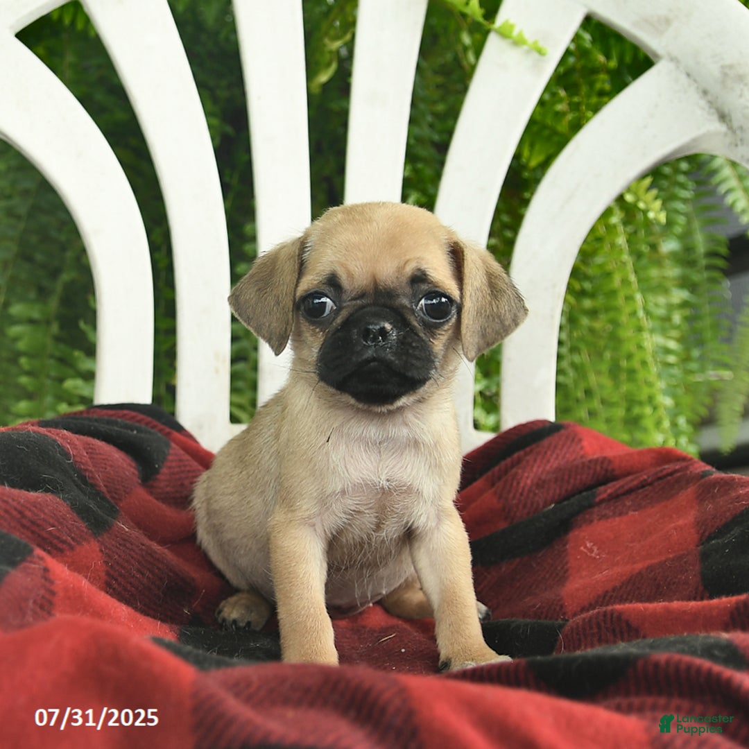 Pug dogs for sale: Melody - Image 1
