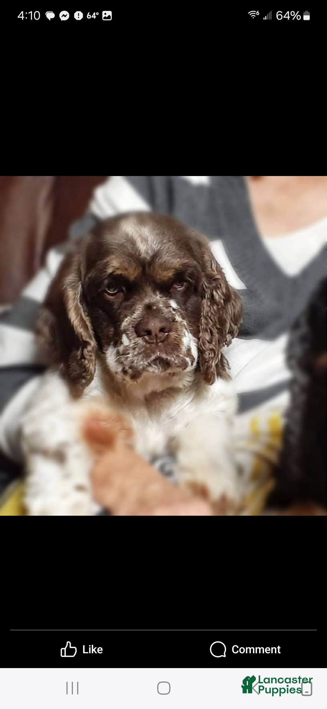 Cocker Spaniel dogs for sale: Bently - Image 6