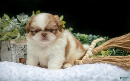 Shih Tzu dogs for sale: Teddy - Image 3